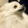 くじら(犬)